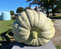 Show King Squash Package