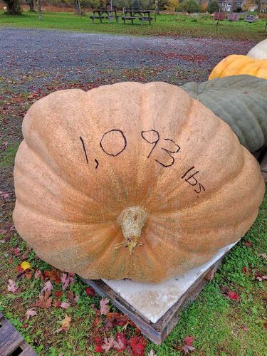 1093 Fred Ansems'22 NEW
