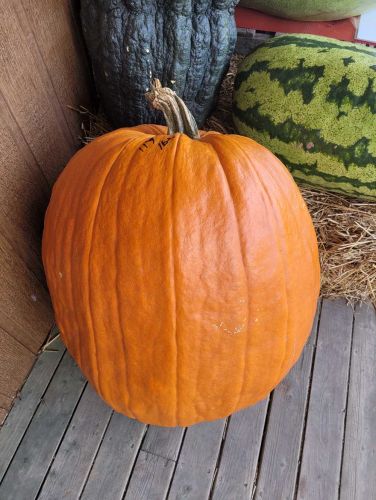 Dilly of a Jack Seed Package