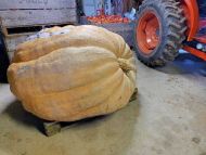 1280 Sabean'22 NEW