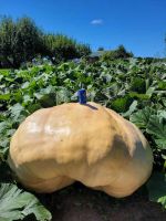Heavyweight Seed Package #3