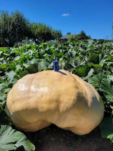 Heavyweight Seed Package #3