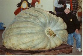 OV Show King Squash 700-900 lb