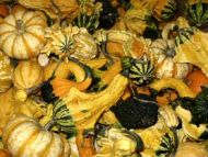 OV Gourds Mixed