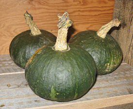 Squash - Sweet Mama - hybrid