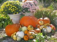   Fall Decorating Package