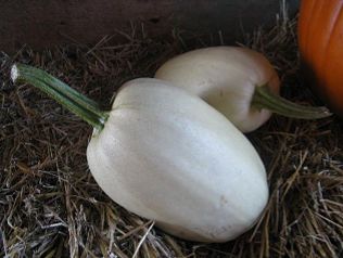 OV Spaghetti Squash