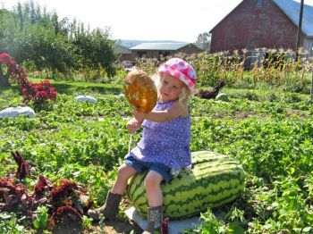 Watermelon Patch