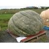 759 lbs